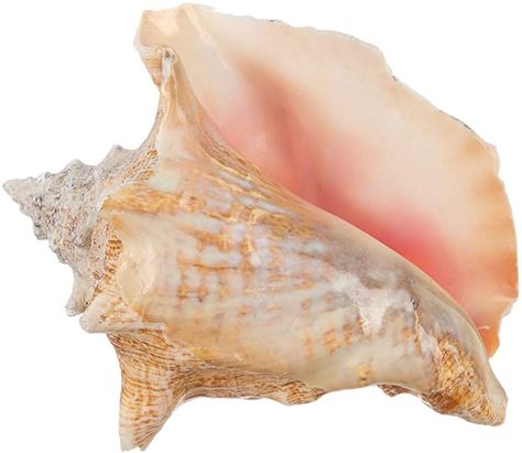 Amazon.com: Conch Sea Shell | Garden Quality 6"-8" Conch Shell | Imperfect Conch Sea Shell | Plus Free Nautical eBook by Joseph Rains: Home & Kitchen Conch Shell Decor, Shell Garden, Top Wedding Colors, Large Sea Shells, Hermit Crab Shells, Sand Dollar Ornament, Sea Life Decor, Sea Urchin Shell, Ocean Theme Party