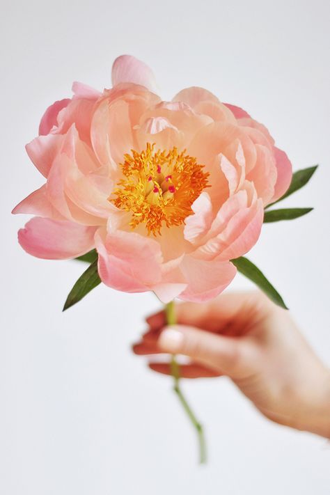 All About Peonies | Purchasing and care tips | Coral Sunset Peonies // JustineCelina.com x Rebecca Dawn Design Floating Centerpieces, Local Flowers, Peony Root, Coral Peonies, Moody Art, Flower Subscription, Flower Boutique, Flower Food, Beautiful Blooms