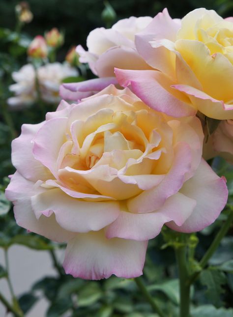 peace rose Tropicana Rose, Peace Roses, Queen Elizabeth Rose, Peace Rose, Pink Paradise, God Artwork, David Austin Roses, Gorgeous Flowers, Simple Beauty