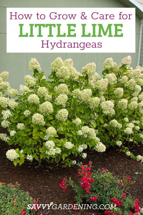 How to Care for Little Lime Hydrangeas. This is a fun flower for indoor out outdoor gardens. The Little Lime hydrangea is perfect for landscaping borders and is beautiful in flower arrangements. Here is how to grow Little Lime hydrangea. Add this small shrub to your garden. #Hydrangeas #Landscaping Hydrangeas On Side Of House, Hydrangeas By Pool, Lime Green Hydrangea, Limelite Hydrangea Landscape, Hydrangea Landscaping Along Fence, Limelight Hydrangea Care, Limelight Hydrangea Front Of House, Hydrangea Border Landscaping, Lime Hydrangea Landscaping