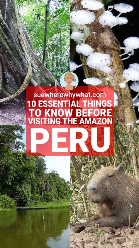 Your Ultimate Guide to visiting the Amazon Rainforest in Peru. The Amazon Rainforest is home to over 5 million species of animal, plant and insect which live on our planet. Peru has the most biodiverse, well protected and easily accessible region. If you have ever wanted to see it for yourself, here I provide you with everything you need to know before visiting the Amazon in Peru. Amazon Peru Travel | Amazon Peru Jungle | Amazon | Amazon Rainforest Peru | Peruvian Amazon | Amazon Peru Forest. Peruvian Amazon Rainforest, Amazon Rainforest Outfits Women, Amazon Rainforest Travel, Peru Amazon Rainforest, Peru Rainforest, Peru Jungle, Peruvian Rainforest, Jungle Amazon, Peru Amazon