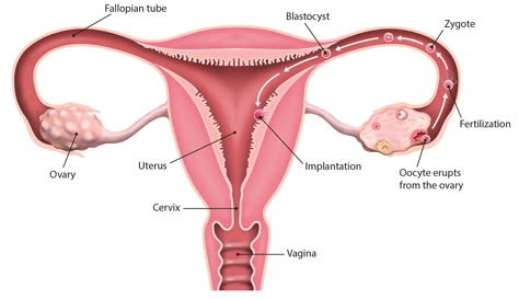 Fertility Illustration, Reproductive System Anatomy, Female Reproductive System Anatomy, Black And Grey Wallpaper, Biology Diagrams, Anatomy Organs, Sistem Saraf, Ovulation Test, Basic Anatomy