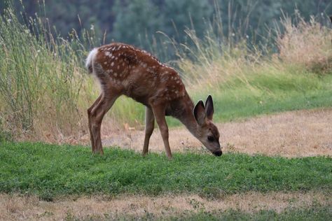 Deer Reference, Deer Eating, Grass Drawing, Farm Images, Farm Pictures, Deer Animal, Brown Deer, John Locke, Alice Angel