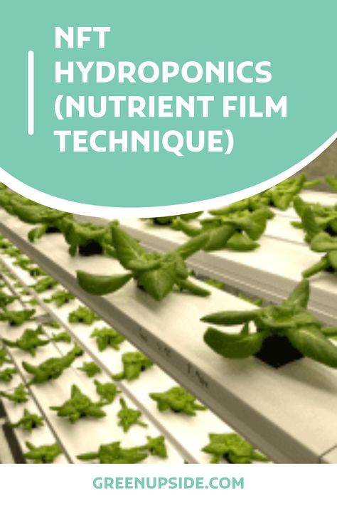 One of the most simple and popular hydroponic methods is the nutrient film technique (NFT). The NFT is notorious for its simplistic design, low maintenance, and high-quality harvests. In this article, we will cover what NFT hydroponic systems are, how they work, and answer some frequently asked ques… Nft Hydroponics, Hydroponic Systems, Film Technique, Key Ideas, Drip System, Fast Growing Plants, Hydroponics System, Simplistic Design, Plant Roots