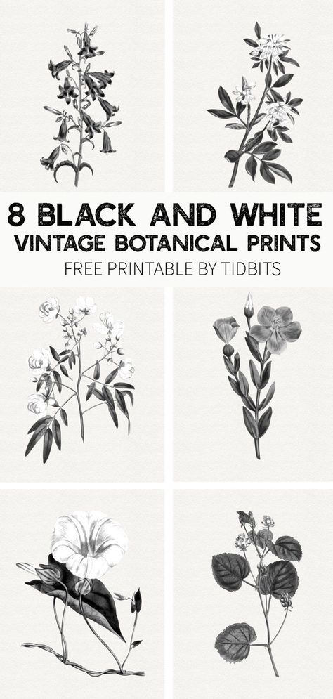 FREE Black and White Vintage Botanical Prints Botanical Illustration Black And White, Botanical Prints Free, Merry Christmas Font, Christmas Fonts Free, Black And White Stickers, Black And White Vintage, Poster Illustration, Christmas Fonts, Print Fonts