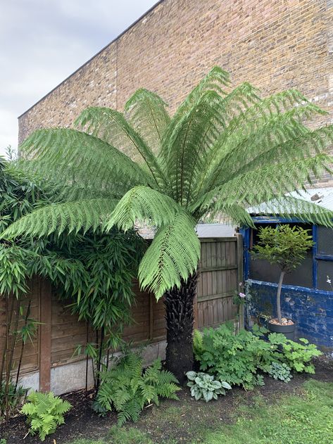 Australian Tree Fern Dicksonia antarctica shade garden in spring Tree Fern Garden, Tree Ferns In Gardens, Fern Landscaping, Giant Fern, Australian Tree Fern, Front Yard Design Ideas, Planting Techniques, Yard Design Ideas, Garden Home Ideas