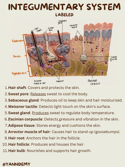 Integumentary System notes Anatomy And Physiology Integumentary, Reproduction System Anatomy, Integumentary System Diagram, Anatomy Integumentary System Notes, Anatomy And Physiology Notes Aesthetic, Anatomy And Physiology Notes Integumentary System, Study Tips For Anatomy And Physiology, Integumentary System Model, How To Study Anatomy And Physiology