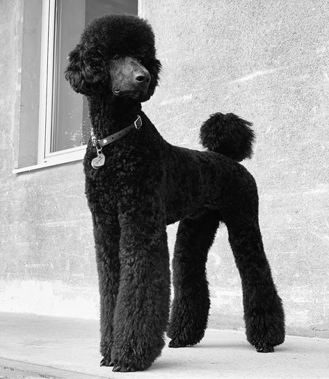 Long Poodle Haircut, Akc Standard Poodle, Poodle Leg Grooming, Black Poodle Standard, Doberman Poodle Cross, Black Standard Poodle Aesthetic, Standard Poodle Puppy Haircut, Black Poodle Haircut Styles, Standard Poodle Black