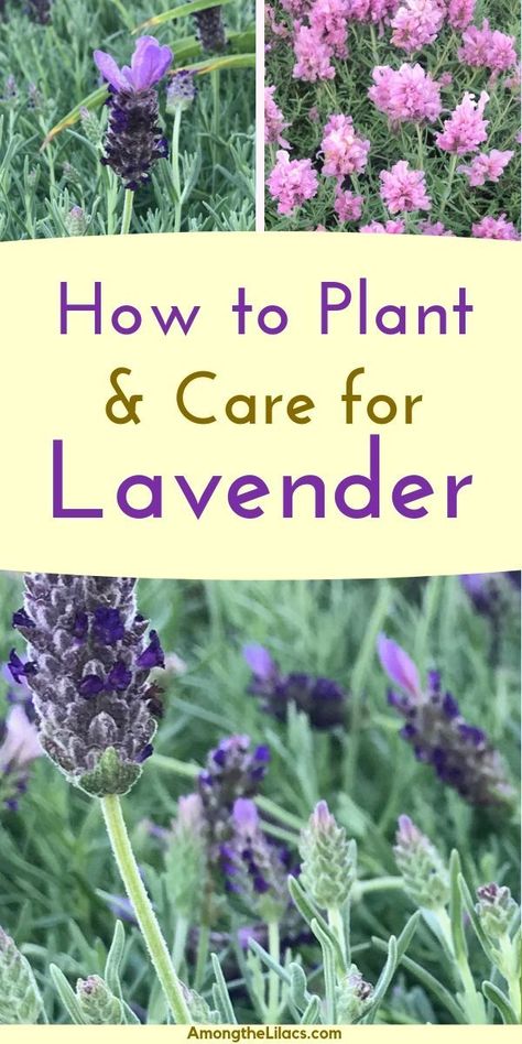 Lavender Plant Care, Lavender Plants, Growing Lavender, Lavender Garden, Garden Types, Lavender Plant, Garden Care, Black Eyed Susan, Perennial Plants