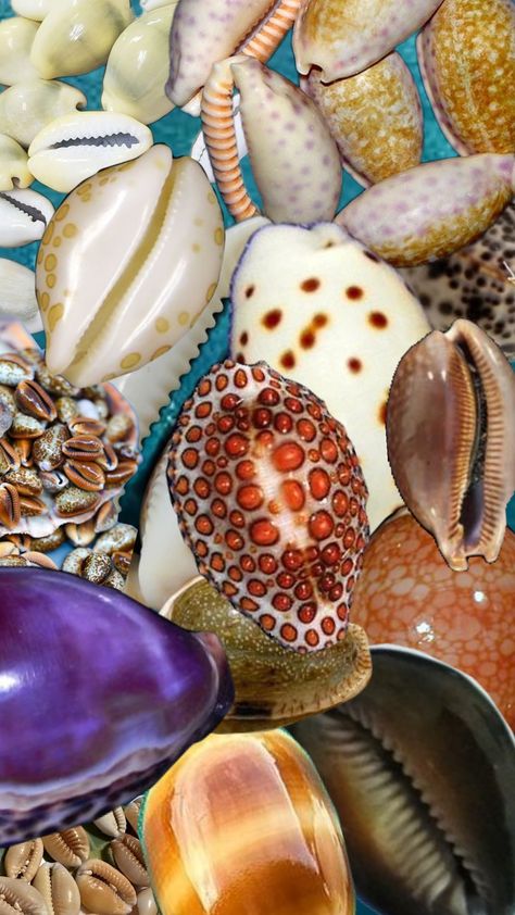 cowrie shells😻😻😻 Ocean Treasures, She Sells Seashells, Cowrie Shells, Cowrie Shell, European Summer, Outer Banks, Banks, Sea Shells, My Pictures