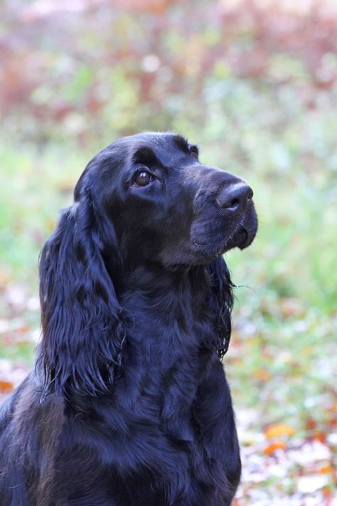 8 month old field spaniel puppy Field Spaniel Puppy, Field Spaniel, All Breeds Of Dogs, Akc Breeds, Live Animals, Types Of Dogs, Spaniel Puppies, Water Dog, Sporting Dogs