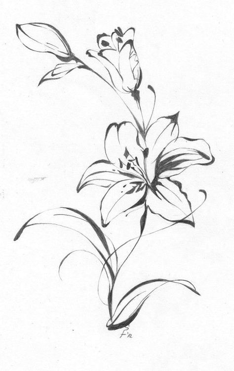 Lily Drawings, Lilly Flower Tattoo, Hur Man Ritar Blommor, Dr Tattoo, Tiger Lily Tattoos, Drawing Of Flowers, Skitse Bog, Flower Vine Tattoos, Lily Tattoos