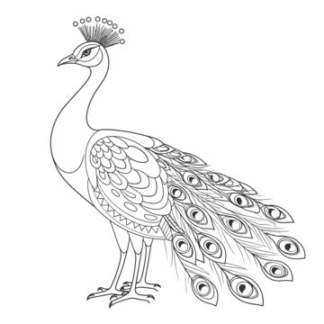 Picoke Bird Drawings, Peacock Line Drawing, Peacock Line Art, Picoke Bird Photo, Peacock Outline Drawing, Picoke Bird, Peacock Black And White, Peacock Template, Pea Drawing