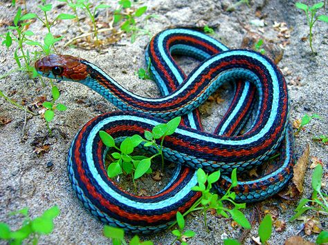 Neon blue morph, San Francisco Garter Snake (Thamnophis sirtalis tetrataenia) by vabbley, via Flickr Cool Snakes, Garter Snake, Regnul Animal, Pretty Snakes, Colorful Snakes, Snake Wallpaper, Blue Garter, Beautiful Snakes, Pet Snake