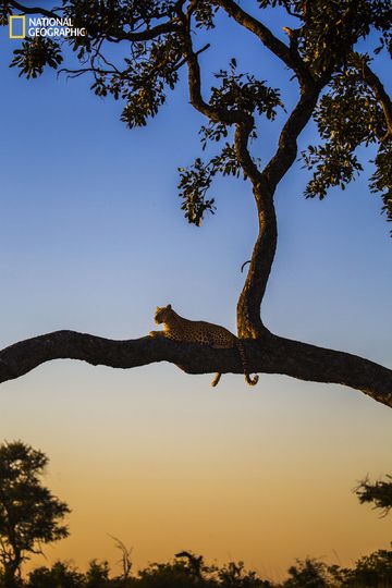 Nat Geo Photography, Aesthetic Elephant, Elephant Aesthetic, National Geographic Animals, Savannah Art, Female Leopard, National Geographic Photography, Nice Photography, Elephant Wallpaper