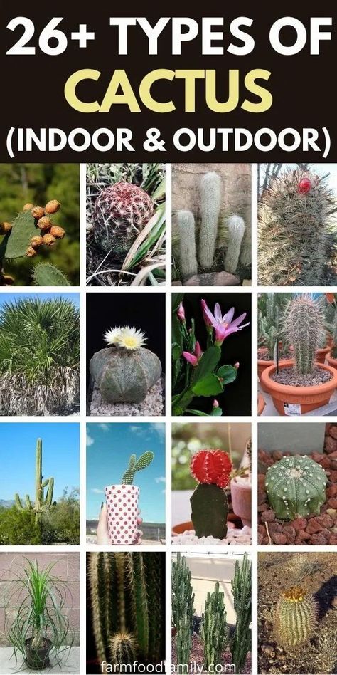 26+ Types Of Cactus With Pictures & Fun Facts (Indoor & Outdoor) Different Types Of Cactus, Cactus Facts, Cactus Identification, Types Of Cactus, Types Of Cactus Plants, Cactus Names, Kinds Of Cactus, Round Garden, Cactus Care