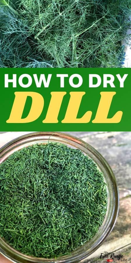 Dehydrate Dill In Dehydrator, How Do You Freeze Fresh Dill, Drying Dill In Dehydrator, How To Harvest And Dry Herbs, Dry Dill How To, Preserving Food From Garden, Dried Dill Recipes, Drying Dill In The Oven, How To Dry Fresh Dill