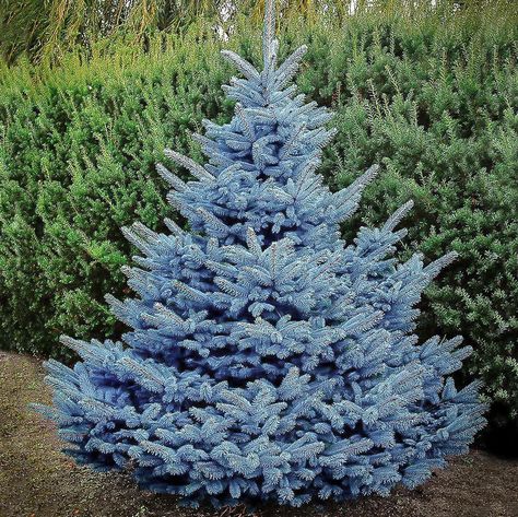 Blue Spruce Tree, Evergreen Landscape, Colorado Blue Spruce, Conifers Garden, Front Yard Plants, Arborvitae Tree, Privacy Trees, Landscape Inspiration, Backyard Plants