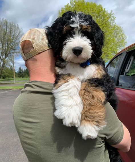 Brown Bernedoodle, Bernadoodle Puppy, Puppy Grooming, Bernedoodle Puppy, Cute Dogs Images, Very Cute Puppies, Super Cute Puppies, Fluffy Puppies, Baby Puppies