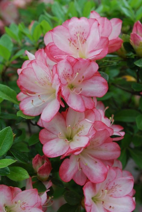 Azela Flowers, Azealia Flower, Azaleas Flower, Flower Azalea, Shade Plants Perennial, Perennial Garden Ideas, Azalea Color, Pink Perennials, Bonsai Tree Types