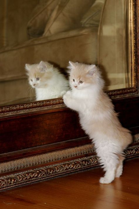 Manx Kittens, Turkish Angora Cat, Manx Cat, Kitten Images, Rare Cats, Söt Katt, Cat Pose, Manx, Kitty Kitty