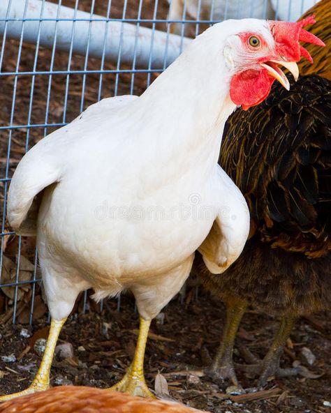 Leghorn hen showing off. Puffed up leghorn chicken in free range caged in area #Sponsored , #Ad, #Paid, #showing, #Leghorn, #leghorn, #Puffed Leghorn Hen, Leghorn Chicken, Leghorn Chickens, Chicken Images, Chicken Tractors, Farm Garden, Animal Drawing, Chicken Breeds, Free Range