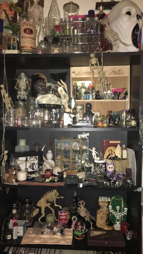 House Of Curiosities, Oddities Office, Vulture Culture Aesthetic Bedroom, Oddities Shop Aesthetic, Oddity Shelf, Oddities Shelf, Oddities Aesthetic, Collections Aesthetic, Oddity Cabinet