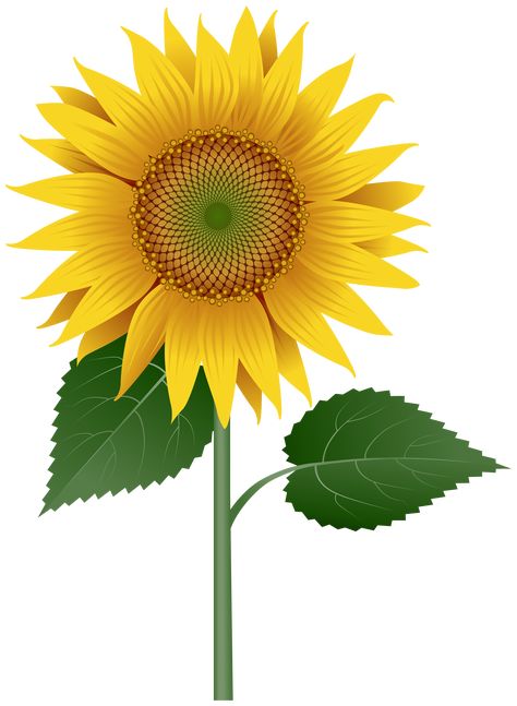 Common Sunflower, Sunflower Images, Sunflower Clipart, Flower Image, Different Types Of Flowers, Leaf Images, Sunflower Png, Transparent Image, Free Clipart