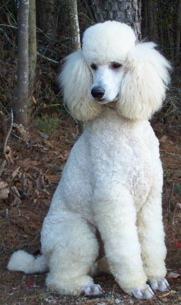 Dog Vest Diy, White Poodle Puppy, White Standard Poodle, Anjing Poodle, Poodle White, Baby And Dog, Poodle Puppy Standard, Poodle Cuts, Pretty Poodles