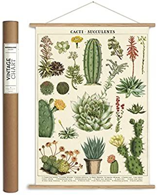 Cavallini Papers & Co, Inc. VPK/SUC Vintage Succulents Vintage Wall Décor: Amazon.com.au: Home Cavallini Poster, Cactus Poster, History Posters, Apartment Bedroom Decor, Cactus Wall Art, Cactus Decor, Poster Hanger, Vintage School, Hanging Posters