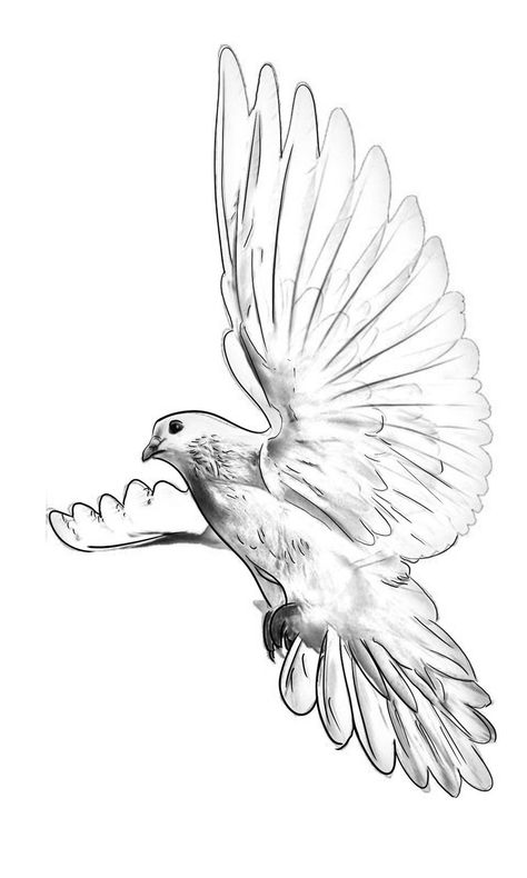 Dove Tattoo Sketch, Dove Drawing Tattoo, Dove Tattoo Design For Men, Doves Drawing, Pigeon Tattoo Design, Dove Tattoo Stencil, Dove Tattoo Men, Paloma Tattoo, Dove Sketch