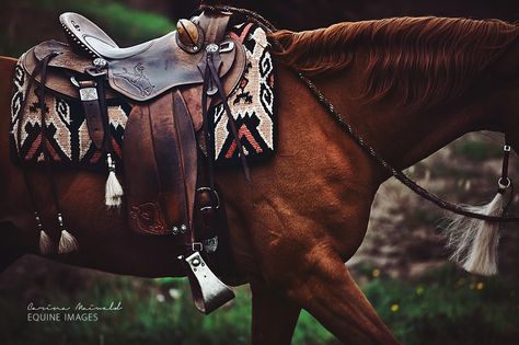 Very beautiful photo Western Horse Saddles, Barrel Racing Horses, Misty Mountains, Rodeo Horses, Western Horse Tack, Horse Equipment, Horse Gear, Western Riding, Horse Accessories