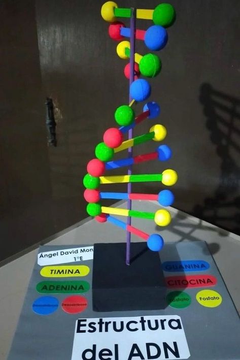 How To Make A Dna Model Project, Dna Project Models, Dna Model Project Ideas, Model Dna, Dna Model Project, Water Cycle For Kids, Science Project Models, Science Exhibition Projects, Dna Project