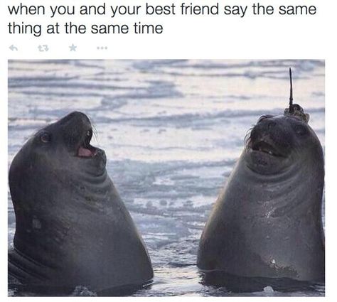 The friend that always is thinking the same thing: | 24 Types Of Friends Everyone Has In Their Group Elephant Seal, Best Friend Goals, Best Friend Quotes, E Card, Best Friends Forever, Friends Quotes, Friends Forever, Funny Posts, I Laughed