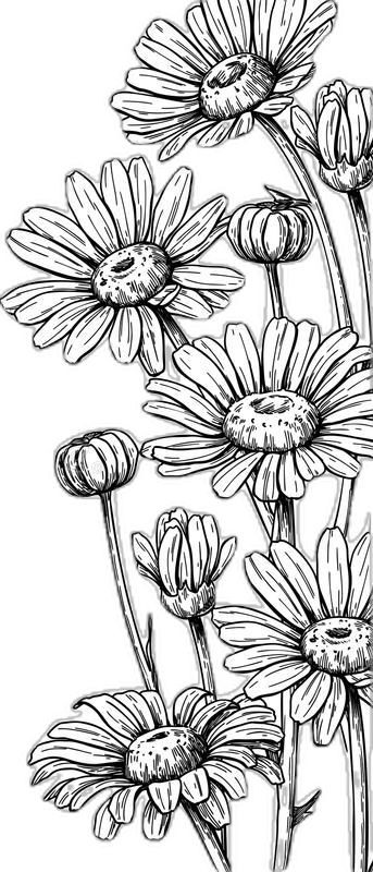 Flower Border Drawing, Border Drawing, Bouquet Frame, Card Border, Drawing Borders, Daisy Drawing, Flower Bouquet Drawing, Blossom Bouquet, Drawing Vector