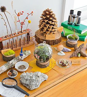 Children love to bring home rocks and seashells. Nurture that impulse by dedicating a spot to a mini nature museum. Nature Classroom, Science Table, Science Area, Heuristic Play, Reggio Classroom, Natural Table, Fall Stuff, Nature Museum, Reggio Inspired