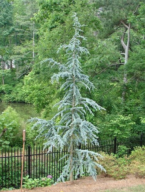 Blue Atlas Cedar, Blue Spruce Tree, Evergreen Landscape, Atlas Cedar, Conifers Garden, Landscaping Trees, Evergreen Garden, Front Landscaping, Garden Shrubs