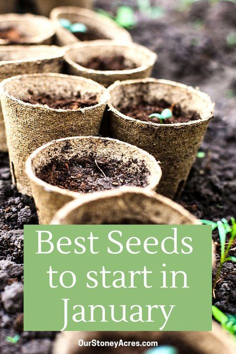 Seeds To Start In January, January Gardening, January Garden, When To Plant Seeds, Vegetable Garden Tips, Plant Zones, Gardening Zones, Vegetable Garden For Beginners, Zone 9