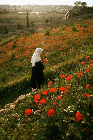 A nun from the Benedictine Convent on the Mount of Olives picks red poppies.   Date Photographed: 	May 01, 1968 Convent Life, Mount Of Olives, Picking Flowers, Catholic Images, Bride Of Christ, Catholic Art, Holy Land, Roman Catholic, Catholic Faith