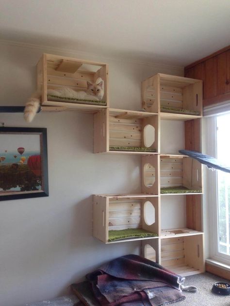 Cat Room Decor, Cat Patio, Animal Clinic, Cat Wall Shelves, Diy Cat Tree, Cat Wall Furniture, Cat House Diy, Cats Diy Projects, Cat Playground