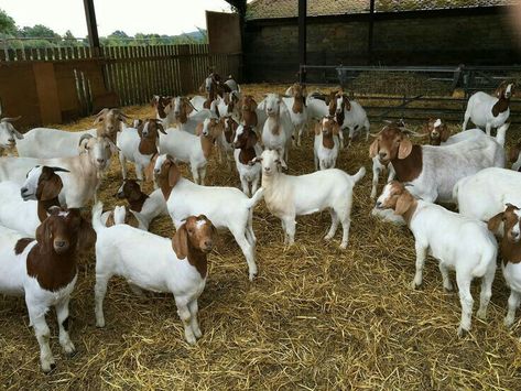 Goats For Sale, Moroccan Tagine, Show Goats, Big Food, Bucking Bulls, Goat Barn, Notting Hill Carnival, Boer Goats, Raising Goats