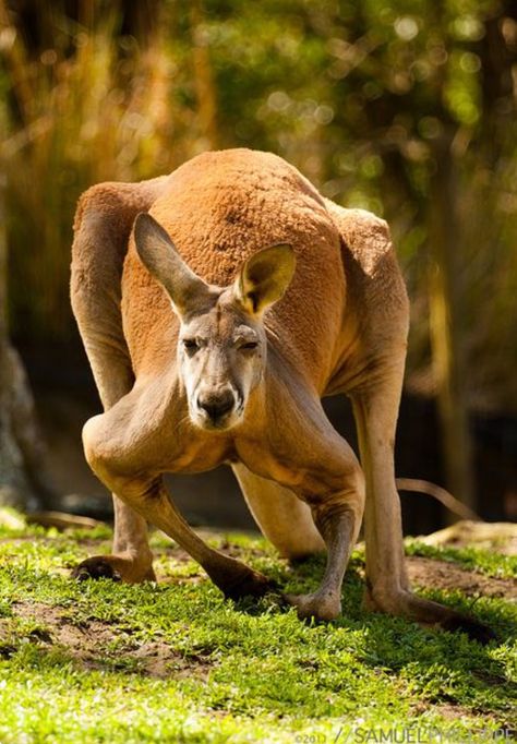 Male (boomer) red kangaroo. Kangaroo Pictures, Red Kangaroo, The Wombats, Animal References, Australian Wildlife, Australian Animals, Animal Tattoos, Animal Planet, Animal Photo