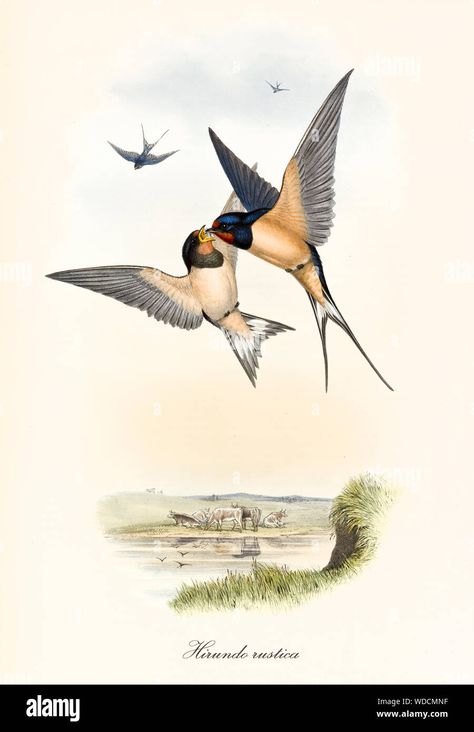 Swallow Bird Tattoos, John Gould, Barn Swallow, Foto Transfer, Swallow Bird, Hanging Artwork, Australian Birds, Pretty Birds, Bird Illustration