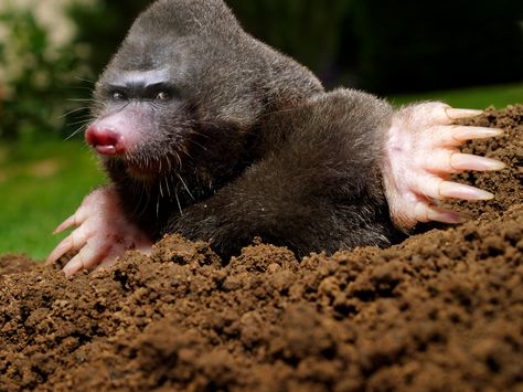 Wait a minute...who are you? Mole Day, Taupe Animal, Mole Repellent, Earthworms, Rodents, Everyday Objects, Pest Control, Ferret, Mole