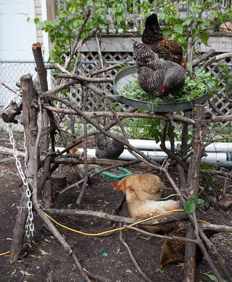 DIY Stick Chicken Jungle Gym - easy  & cheap solution to prevent chicken boredom... #chickens #homestead #homesteading Chicken Jungle Gym, Jungle Gym Diy, Chicken Boredom, Easy Chicken Coop, Portable Chicken Coop, Chicken Toys, Best Chicken Coop, Chicken Coop Designs, Chicken Garden