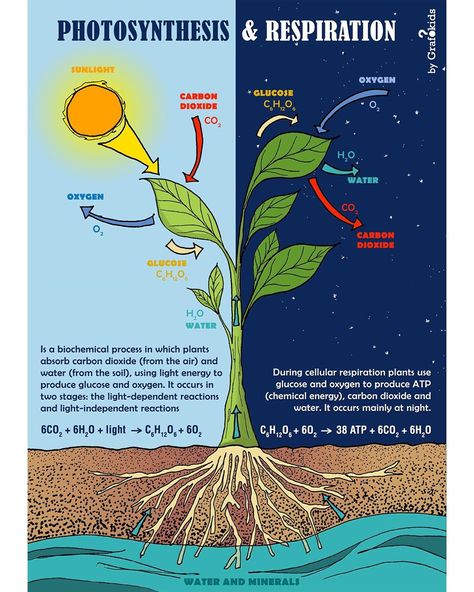 Grafokids on Instagram: “Photosynthesis and plants respiration 🌱🌷🌞 [NATURAL SCIENCE] Infographic for kids 👉 follow us to see what’s coming…” Photosynthesis Poster, Photosynthesis Projects, Cell Respiration, Photosynthesis And Cellular Respiration, Handmade Paper Cards, Chemical Energy, Cellular Respiration, Handmade Poster, Growth Mindset Posters