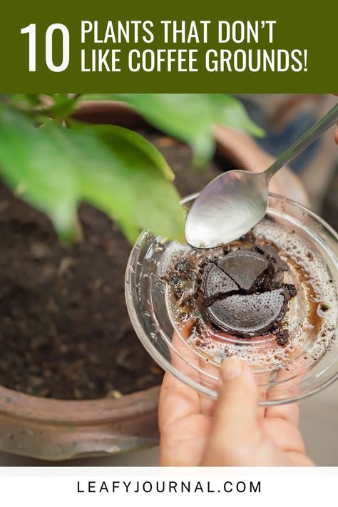 Discover the secrets of gardening with our guide to '10 Plants That Don't Like Coffee Grounds!' ☕🌱 Learn which plants thrive and which ones to avoid when using coffee grounds as fertilizer. Your garden will thank you for these tips! Top Garden Design, Coffee Grounds For Plants, Coffee Grounds As Fertilizer, Natural Plant Fertilizer, Diy Fertilizer, Rose Fertilizer, Garden Prepping, Uses For Coffee Grounds, Natural Fertilizer