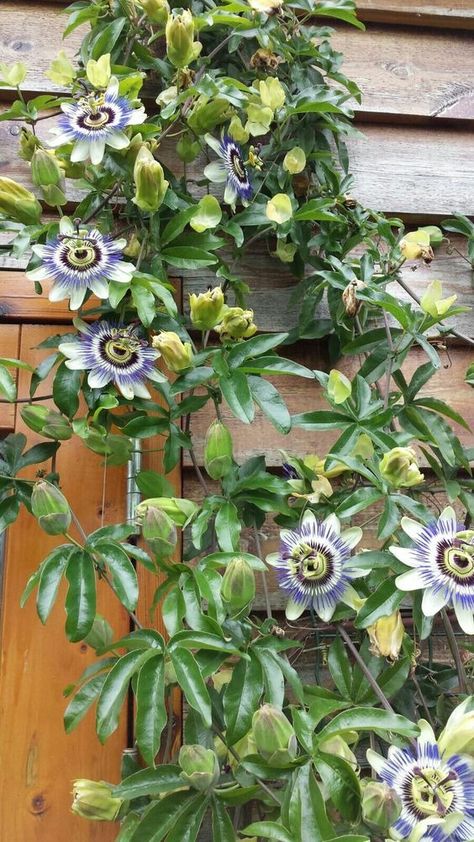 Passion Fruit Flowers, Passion Fruit Plant Trellis Garden Ideas, Passionfruit Plant, Passion Fruit Tree, Passion Fruit Garden, Trellis For Cucumbers, Diy Small Garden Ideas, Passion Fruit Vine, Trellis Ideas Garden