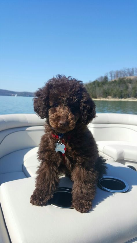 Toy Poodle Teddy Miniature Poodle Aesthetic, Chocolate Poodle Toy, Chocolate Poodle Miniature, Chocolate Toy Poodle Puppy, Mini Poodles Full Grown, Maltipoo Chocolate Brown, Toy Poodle Chocolate, Minature Poodle Brown, Dark Brown Toy Poodle