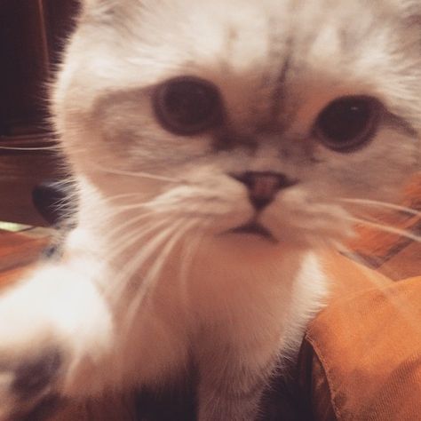 Olivia Abigail Anderson, Taylor Swift Cat, Take A Selfie, Olivia Benson, Meredith Grey, Taylor Swift Fan, Lucky Cat, Taylor Swift Pictures, But First